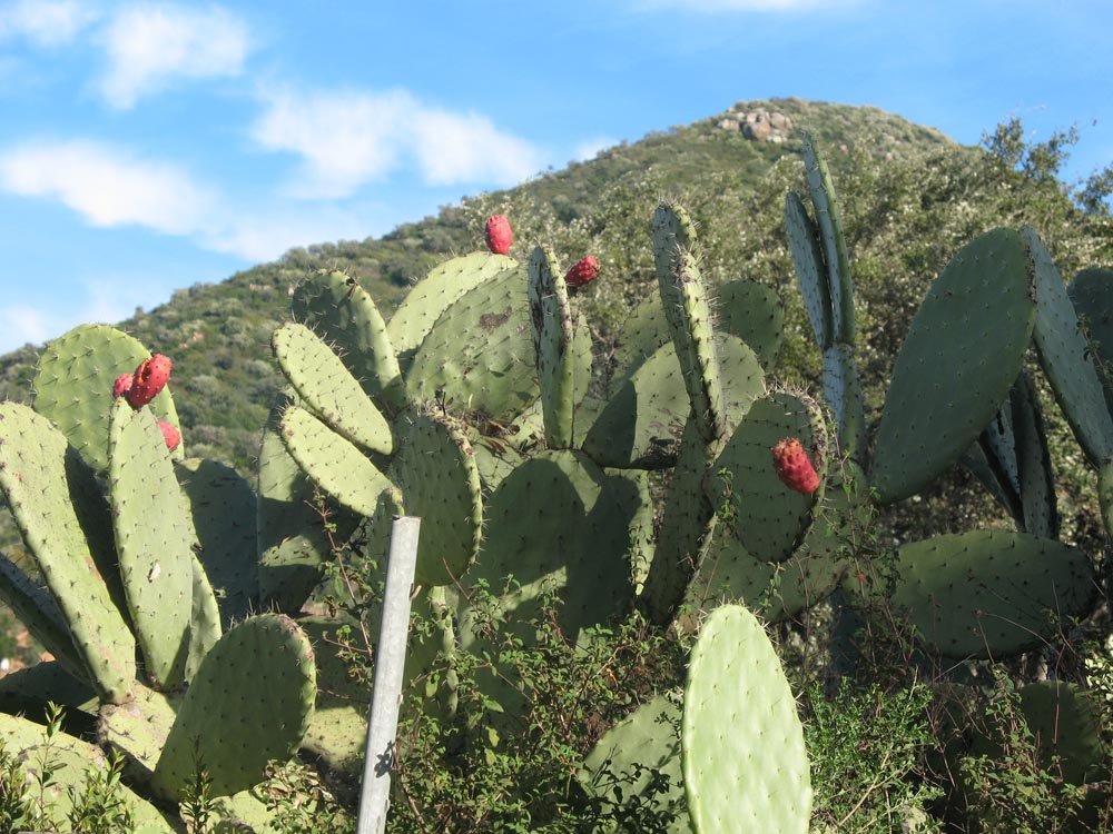 Monte Astili sullo sfondo